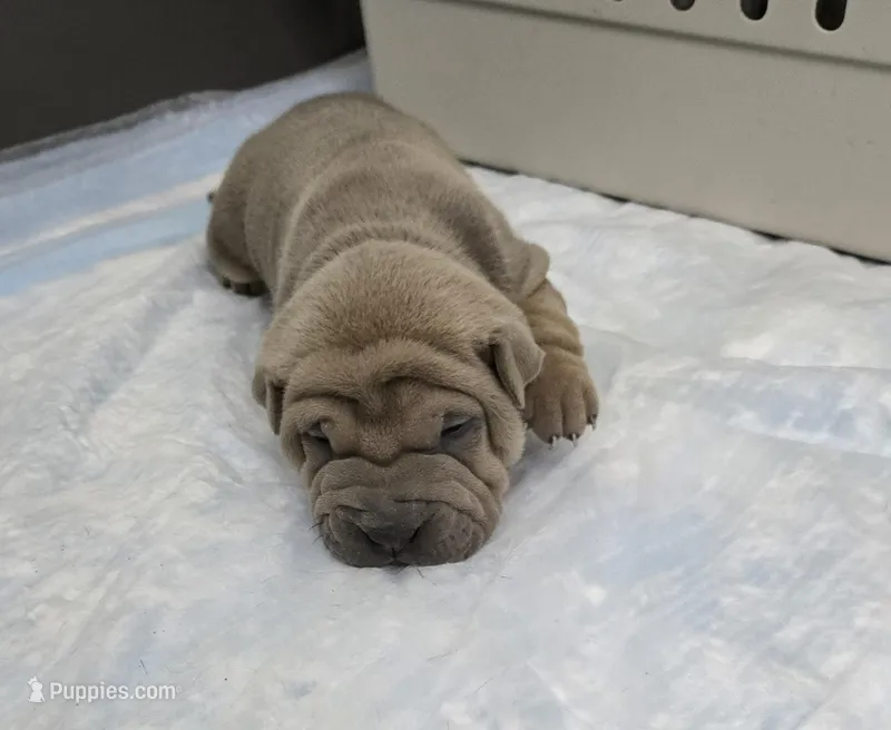 Thunder  – Chinese Shar-Pei puppy for sale in Rochester, NY