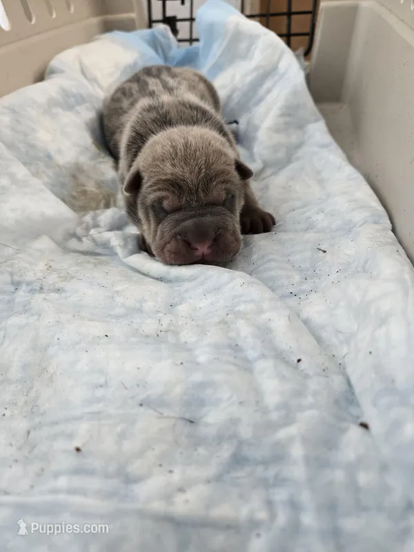 Thunder , a male Chinese Shar-Pei for sale in Rochester, NY – Photo 1 of 9