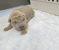 Thunder , a male Chinese Shar-Pei for sale in Rochester, NY – Photo 3 of 9