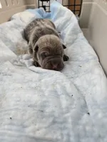 Thunder , a male Chinese Shar-Pei for sale in Rochester, NY – Photo 2 of 9