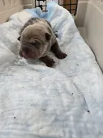 Thunder , a male Chinese Shar-Pei for sale in Rochester, NY – Photo 5 of 9