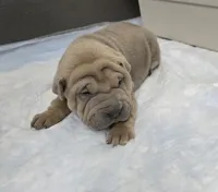 Thunder , a male Chinese Shar-Pei for sale in Rochester, NY – Photo 1 of 9