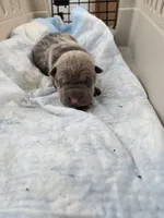 Thunder , a male Chinese Shar-Pei for sale in Rochester, NY – Photo 4 of 9