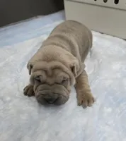 Thunder , a male Chinese Shar-Pei for sale in Rochester, NY – Photo 6 of 9