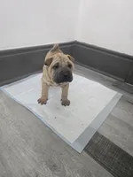 Kookie, a female Chinese Shar-Pei for sale in Rochester, NY – 8 of 8