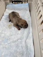 Chunk , a male Chinese Shar-Pei for sale in Rochester, NY – Photo 7 of 9