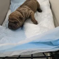 Hot coco , a male Chinese Shar-Pei for sale in Rochester, NY – Photo 3 of 9