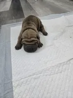 Hot coco , a male Chinese Shar-Pei for sale in Rochester, NY – Photo 6 of 9