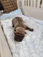 Chunk , a male Chinese Shar-Pei for sale in Rochester, NY – Photo 4 of 9