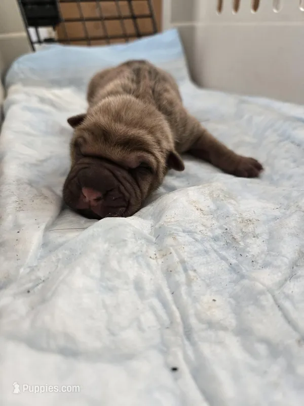 Chunk , a male Chinese Shar-Pei for sale in Rochester, NY – Photo 1 of 9