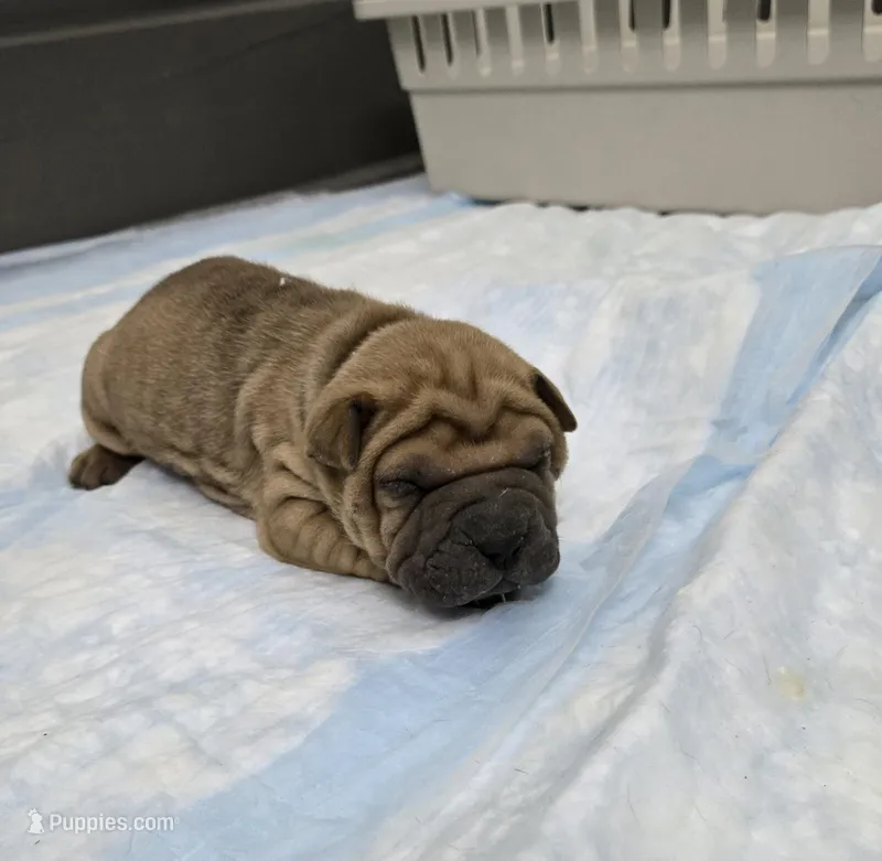 Hot coco  – Chinese Shar-Pei puppy for sale in Rochester, NY