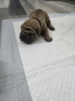 Hot coco , a male Chinese Shar-Pei for sale in Rochester, NY – Photo 9 of 9