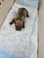 Chunk , a male Chinese Shar-Pei for sale in Rochester, NY – Photo 6 of 9