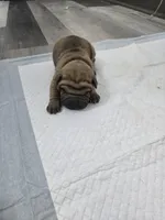 Hot coco , a male Chinese Shar-Pei for sale in Rochester, NY – Photo 7 of 9