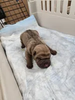 Chunk , a male Chinese Shar-Pei for sale in Rochester, NY – Photo 3 of 9