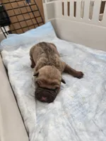 Chunk , a male Chinese Shar-Pei for sale in Rochester, NY – Photo 2 of 9