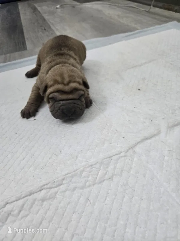 Hot coco  – Chinese Shar-Pei puppy for sale in Rochester, NY
