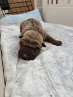 Chunk , a male Chinese Shar-Pei for sale in Rochester, NY – Photo 8 of 9