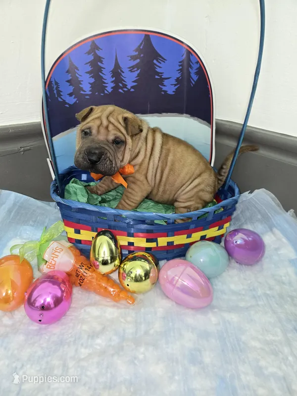 Hot coco  – Chinese Shar-Pei puppy for sale in Rochester, NY