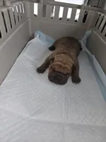 Hot coco , a male Chinese Shar-Pei for sale in Rochester, NY – Photo 1 of 9