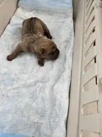 Chunk , a male Chinese Shar-Pei for sale in Rochester, NY – Photo 5 of 9