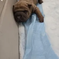 Hot coco , a male Chinese Shar-Pei for sale in Rochester, NY – Photo 2 of 9