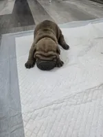 Hot coco , a male Chinese Shar-Pei for sale in Rochester, NY – Photo 8 of 9