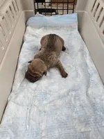 Chunk , a male Chinese Shar-Pei for sale in Rochester, NY – Photo 9 of 9