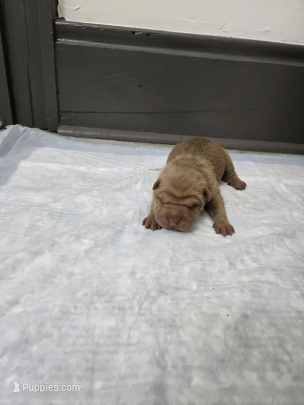Orange pop – Chinese Shar-Pei puppy for sale in Rochester, NY