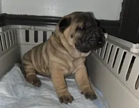 Big mamma , a female Chinese Shar-Pei for sale in Rochester, NY – Photo 2 of 5