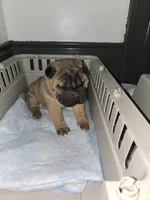 Big mamma , a female Chinese Shar-Pei for sale in Rochester, NY – Photo 5 of 5