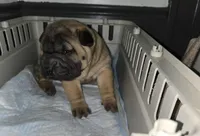 Big mamma , a female Chinese Shar-Pei for sale in Rochester, NY – Photo 3 of 5