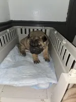 Big mamma , a female Chinese Shar-Pei for sale in Rochester, NY – Photo 4 of 5