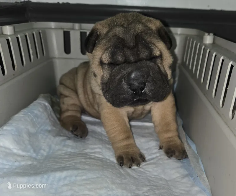 Big mamma , a female Chinese Shar-Pei for sale in Rochester, NY – Photo 1 of 5