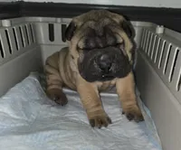 Big mamma , a female Chinese Shar-Pei for sale in Rochester, NY – Photo 1 of 5