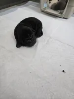 Coke a cola , a male Chinese Shar-Pei for sale in Rochester, NY – Photo 2 of 10