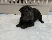 Coke a cola , a male Chinese Shar-Pei for sale in Rochester, NY – Photo 9 of 10