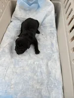 Prada , a male Chinese Shar-Pei for sale in Rochester, NY – Photo 8 of 10