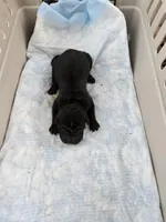 Prada , a male Chinese Shar-Pei for sale in Rochester, NY – Photo 2 of 10