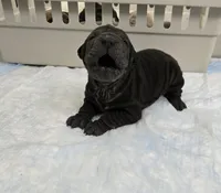 Coke a cola , a male Chinese Shar-Pei for sale in Rochester, NY – Photo 6 of 10