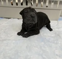 Coke a cola , a male Chinese Shar-Pei for sale in Rochester, NY – Photo 10 of 10