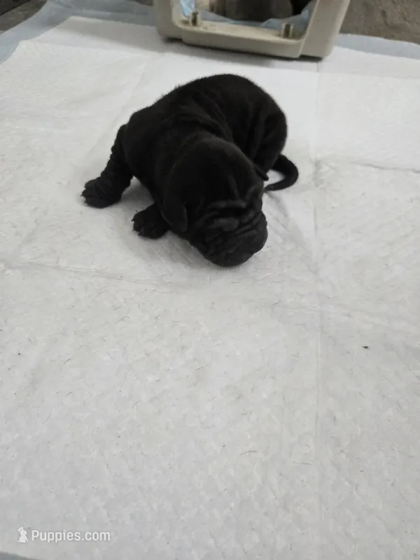 Coke a cola  – Chinese Shar-Pei puppy for sale in Rochester, NY