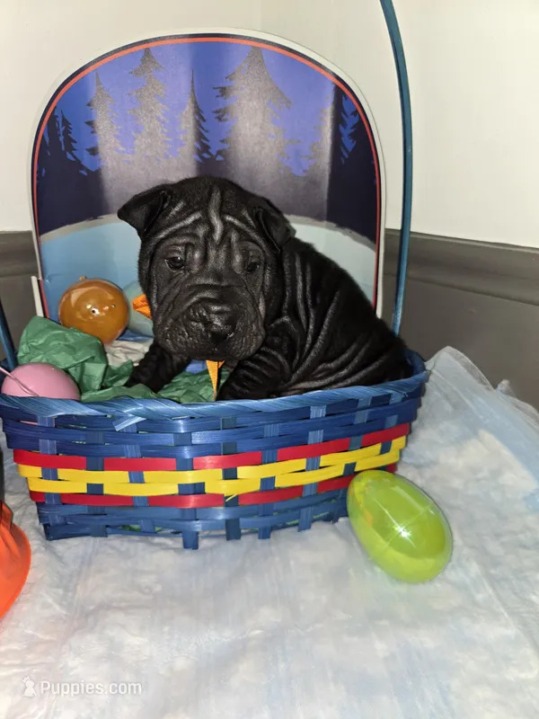 Coke a cola  – Chinese Shar-Pei puppy for sale in Rochester, NY