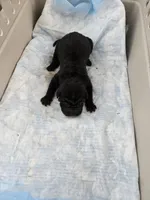 Prada , a male Chinese Shar-Pei for sale in Rochester, NY – Photo 5 of 10