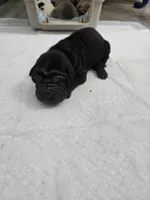 Coke a cola , a male Chinese Shar-Pei for sale in Rochester, NY – Photo 3 of 10