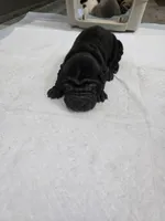 Coke a cola , a male Chinese Shar-Pei for sale in Rochester, NY – Photo 4 of 10