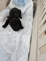 Prada , a male Chinese Shar-Pei for sale in Rochester, NY – Photo 4 of 10