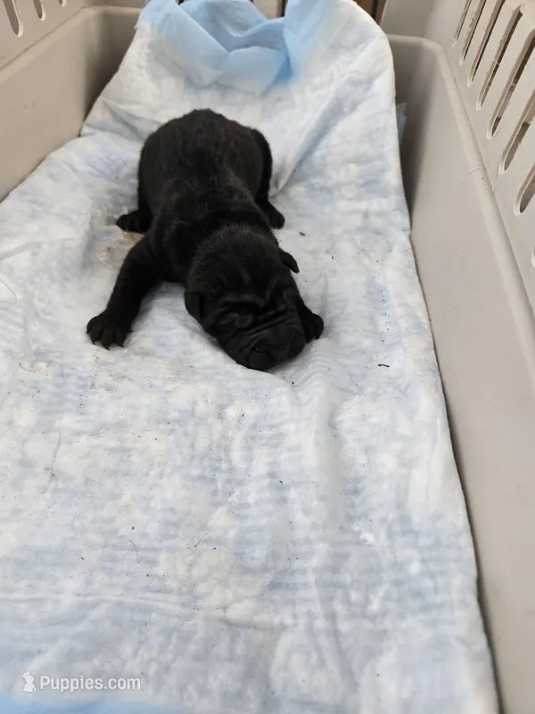 Prada , a male Chinese Shar-Pei for sale in Rochester, NY – Photo 1 of 10