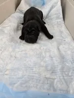 Prada , a male Chinese Shar-Pei for sale in Rochester, NY – Photo 3 of 10