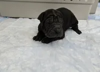 Coke a cola , a male Chinese Shar-Pei for sale in Rochester, NY – Photo 7 of 10